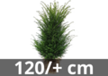 Taxus Baccata root ball 120/+ cm