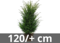 Taxus Baccata wurzelbal 120/+ cm