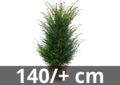 Taxus Baccata motte de terre 140/+ cm