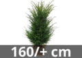 Taxus Baccata motte de terre 160/+ cm
