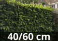 Fagus sylvatica - Groene beukenhaag 40-60 cm blote wortel