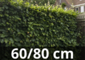 Groene beukenhaag &#039;fagus sylvatica&#039; 60-80 cm blote wortel