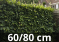 Fagus sylvatica - Groene beukenhaag 60-80 cm blote wortel