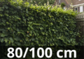 Fagus sylvatica - Groene beukenhaag 80-100 cm blote wortel
