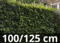 Fagus sylvatica - Groene beukenhaag 100-125 cm blote wortel