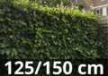 Fagus sylvatica - Groene beukenhaag 125-150 cm blote wortel