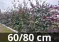 Fagus sylvatica atropurpurea - Rode beukenhaag 60-80 cm blote wortel