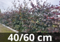 Fagus sylvatica atropurpurea - Rode beukenhaag - 40-60 cm blote wortel