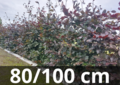 Rode beukenhaag - Fagus sylvatica atropurpurea - 80-100 cm blote wortel