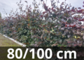 Fagus sylvatica atropurpurea - Rode beukenhaag - 80-100 cm blote wortel