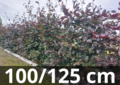 Rode beukenhaag - Fagus sylvatica atropurpurea - 100-125 cm blote wortel