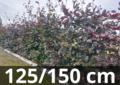 Rode beukenhaag - Fagus sylvatica atropurpurea - 125-150 cm blote wortel