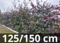 Fagus sylvatica atropurpurea - Rode beukenhaag - 125-150 cm blote wortel