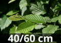 Carpinus betulus - gewone haagbeuk 40-60 blote wortel