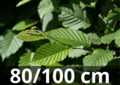 Gewone haagbeuk carpinus betulus 80-100 cm blote wortel