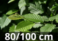Carpinus betulus - gewone haagbeuk 80-100 cm blote wortel