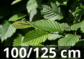 Gewone haagbeuk carpinus betulus 100-125 blote wortel
