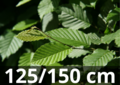 Carpinus betulus - gewone haagbeuk 125-150 blote wortel