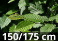 Gewone haagbeuk carpinus betulus 150-175 blote wortel