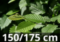 Carpinus betulus - gewone haagbeuk 150-175 blote wortel