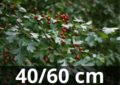 Meidoorn &#039;Crataegus monogyna&#039; 40-60 blote wortel