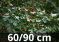 Meidoorn &#039;Crataegus monogyna&#039; 60-90 blote wortel