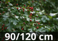 Crataegus monogyna 90-120 bare root