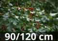 Meidoorn &#039;Crataegus monogyna&#039; 90-120 blote wortel