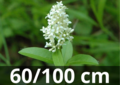 Ligustrum Vulgare 60-100 bare root