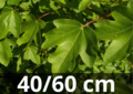 Acer Campestre - veldesdoorn - 40/60 cm blote wortel