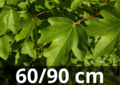 Acer Campestre - 60-90 cm bare root