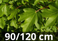 Acer Campestre - veldesdoorn - 90-120 cm blote wortel