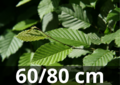 carpinus betulus 60-80 en pot