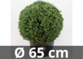 Ilex crenata Dark green&reg; ball 65 cm