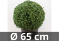 Ilex crenata Dark green&reg; bolvorm 65 cm &#039;Japanse hulst&#039;