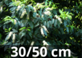 Prunus lusitanica &#039;angustifolia&#039;-portugese laurier 30-50 cm - Blote wortel