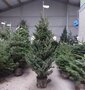 Abies picea arbre de No&euml;l (cultiv&eacute; en pot) 175-200 cm