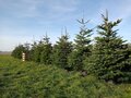 Nordmann kerstboom in pot gekweekt 300/+ cm