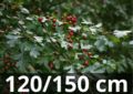 Crataegus monogyna 120-150 bare root