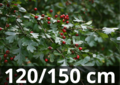 Meidoorn &#039;Crataegus monogyna&#039; 120-150 blote wortel