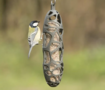 SingingFriend Porte-boules &eacute;nerg&eacute;tiques Sam - pour oiseaux de jardin