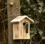 Anson nesting box 34 mm - for garden birds
