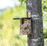 Birch nesting box half open - for garden birds