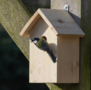 Construction kit nest box 32 mm - for garden birds