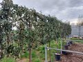 Quercus Ilex &#039;ch&ecirc;ne vert&#039; &agrave; demi taill&eacute; et &agrave; front blanc