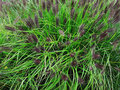 Pennisetum alopecuroides &#039;Black Beauty&#039; C3