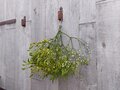 Mistletoe bunch XL (40 cm)
