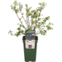Vaccinium corymbosum &sbquo;Blue Dessert&lsquo; - Heidelbeere - Bio-Obstpflanze