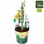 Passiflora cooltropics &#039;Snowstar - Passiebloem - Bio fruitplant