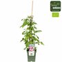 Rubus id. Twotimer Sugana Red&reg; - Rode herfst -en zomerframboos - Bio fruitplant P23